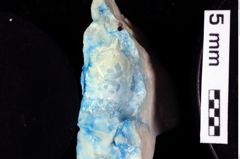 Foto (Detailansicht) von Octoeurax acaresprora (Robins, Feldmann & Schweitzer, 2013) (NHMW-GEO-1990-0041-0304)